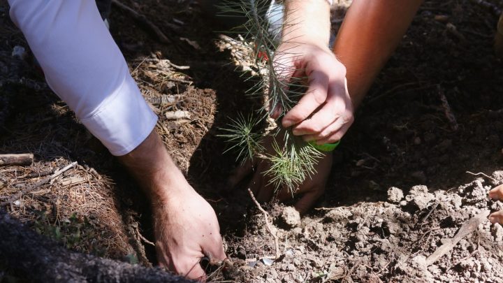 Fomenta SEDUMA acciones de reforestación y empleo temporal