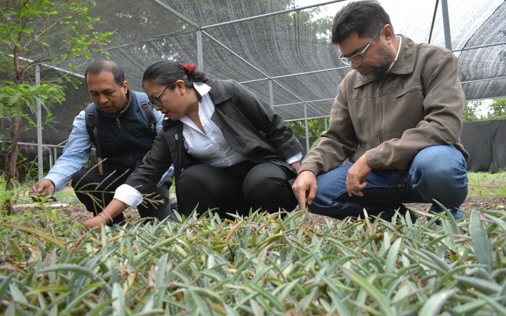 Gobierno del Estado inicia el proyecto de plantación de henequén