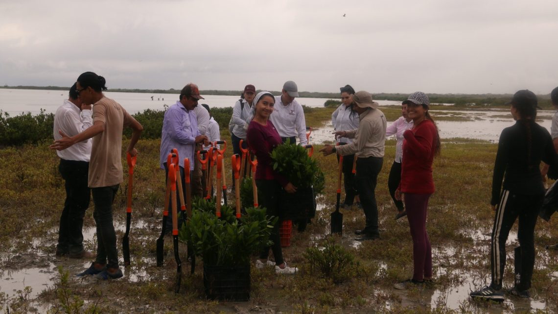 Reforesta SEDUMA manglar en litoral tamaulipeco