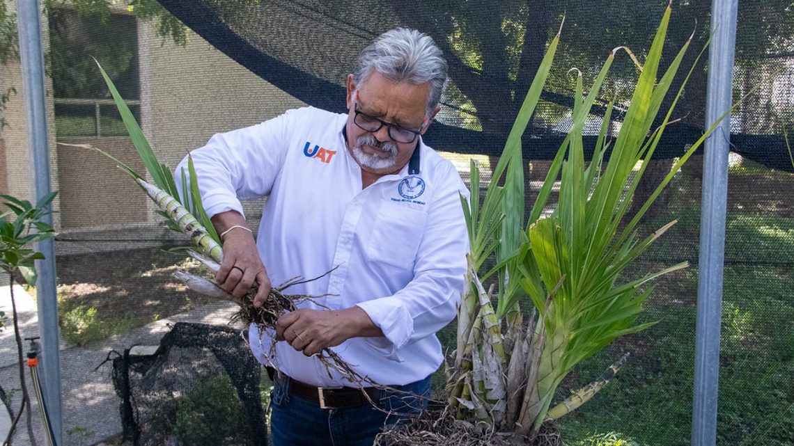 Promueve Universidad Autónoma de Tamaulipas el cultivo y conservación de orquídeas