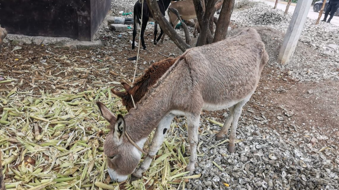 «Burrolandia» lugar emblemático de Congregación Anáhuac