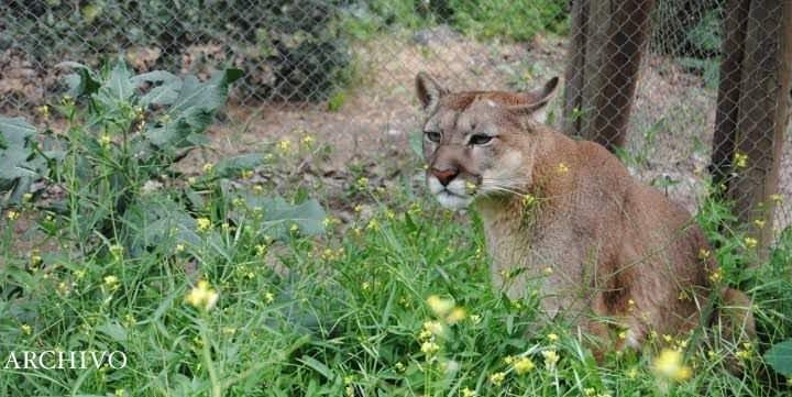 Feroz puma ataca a dos campesinos en Magueyes