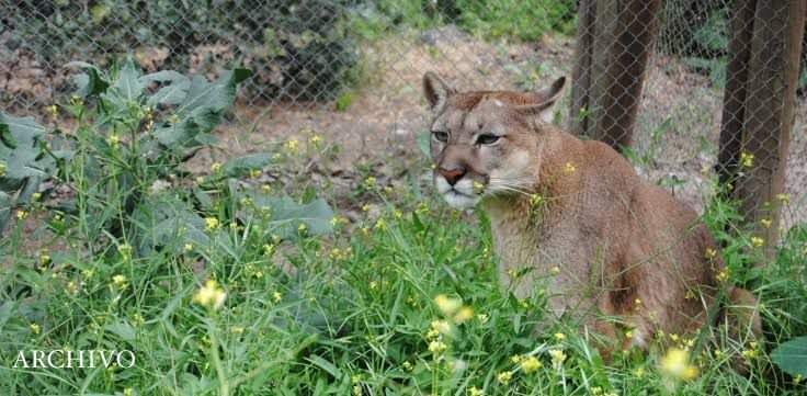 Feroz puma ataca a dos campesinos en Magueyes