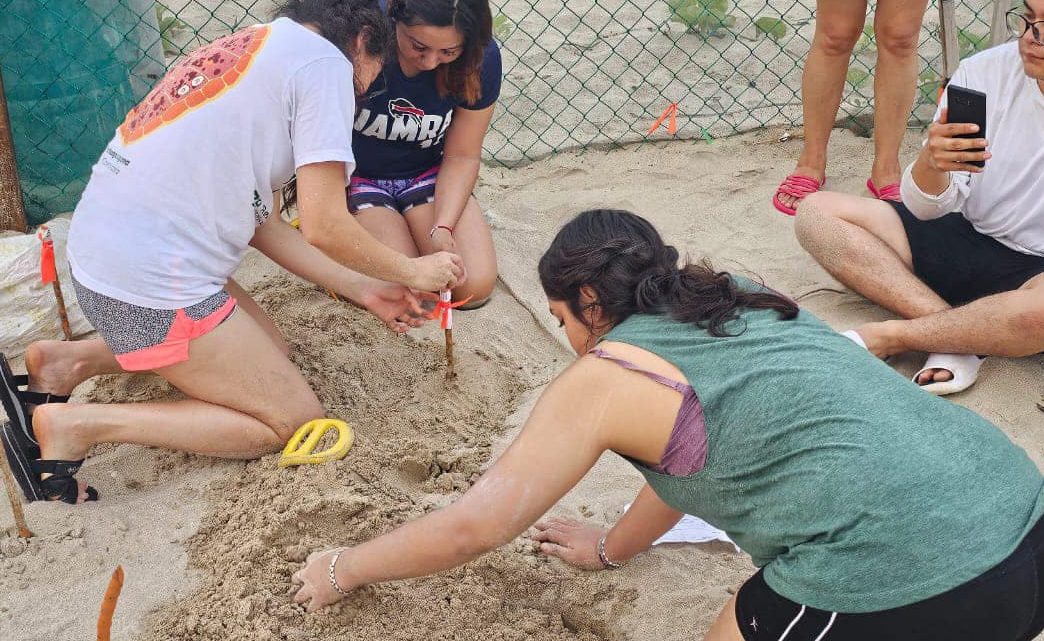 Colabora la UAT en el proyecto de conservación de la tortuga lora