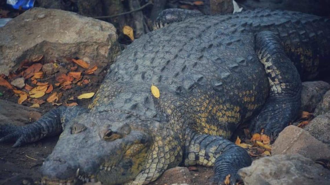 Coordina SEDUMA acciones en busca de controlar sobrepoblación de cocodrilos