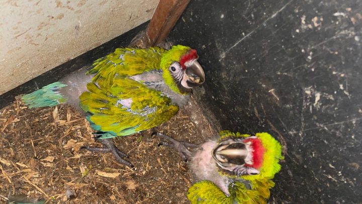 Nacen en Zoológico Tamatán dos polluelos de Guacamaya Verde del Golfo: CPBT