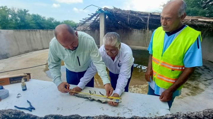 Fortalece Tamaulipas capacitación para manejo de cocodrilos