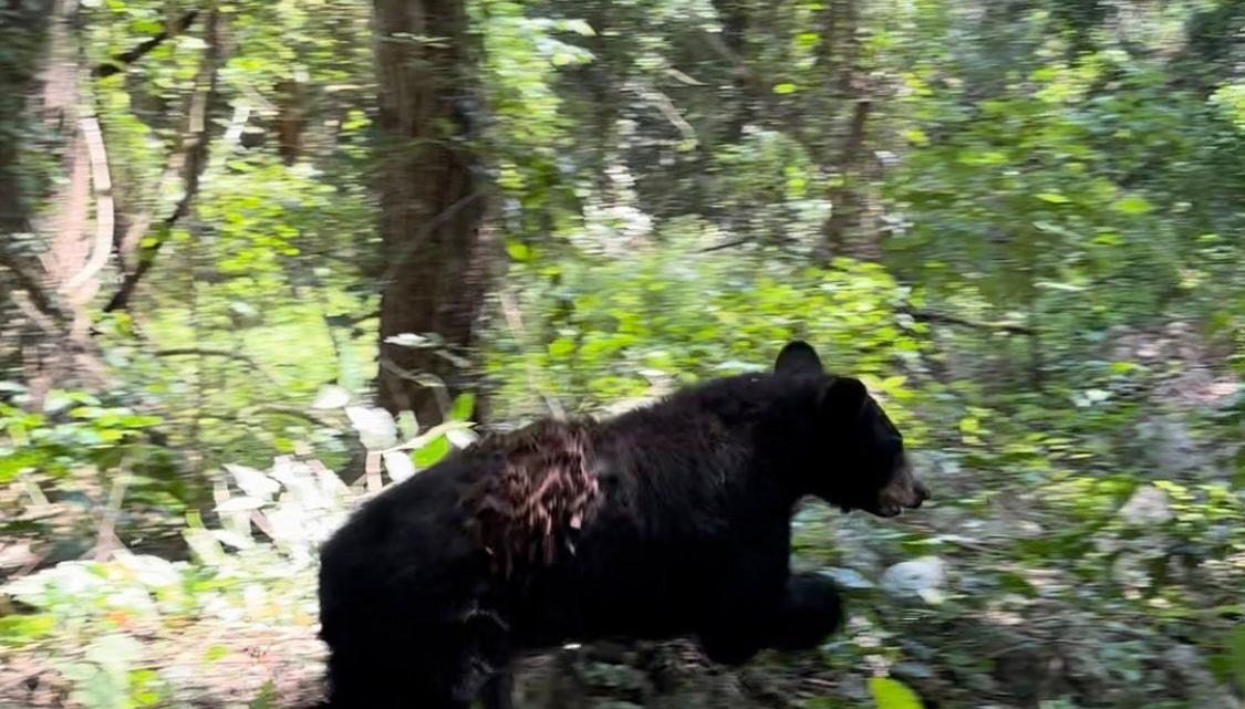 Libera la Comisión de Parques búhos, linces, ocelote y osezna