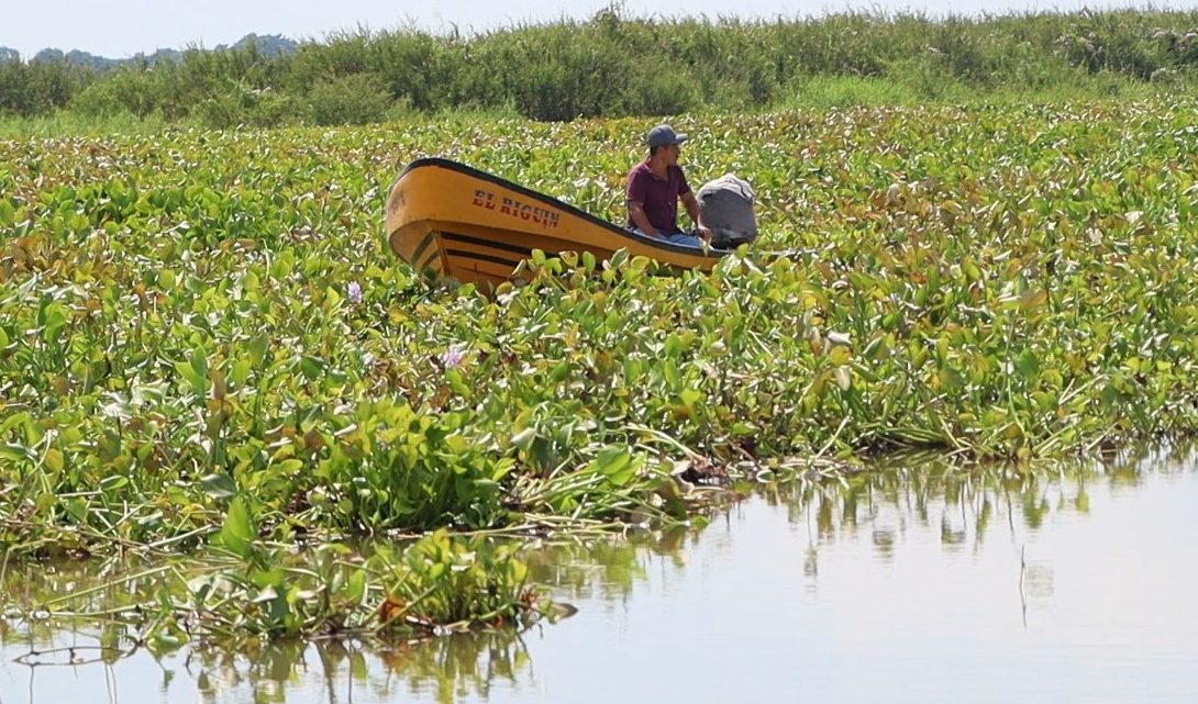 COMAPA Altamira retira lirio acuático del canal El Muro