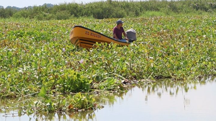 COMAPA Altamira retira lirio acuático del canal El Muro