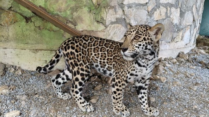 Llegan cachorros de jaguar al Parque Ecológico Biósfera El Cielo