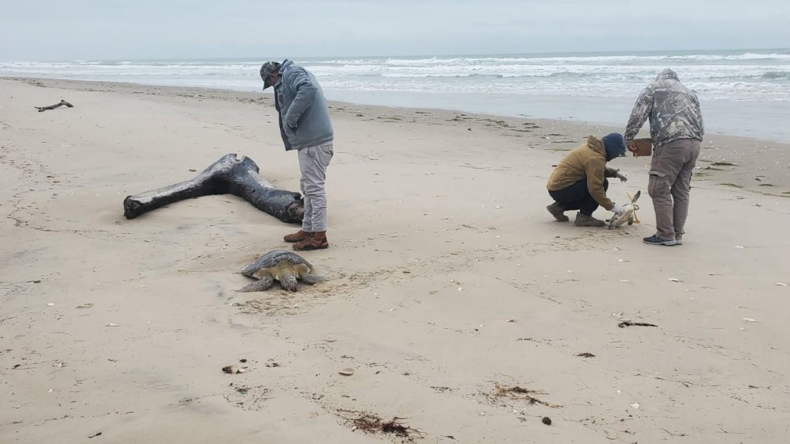 Rescata Comisión de Parques 40 tortugas verdes en playas