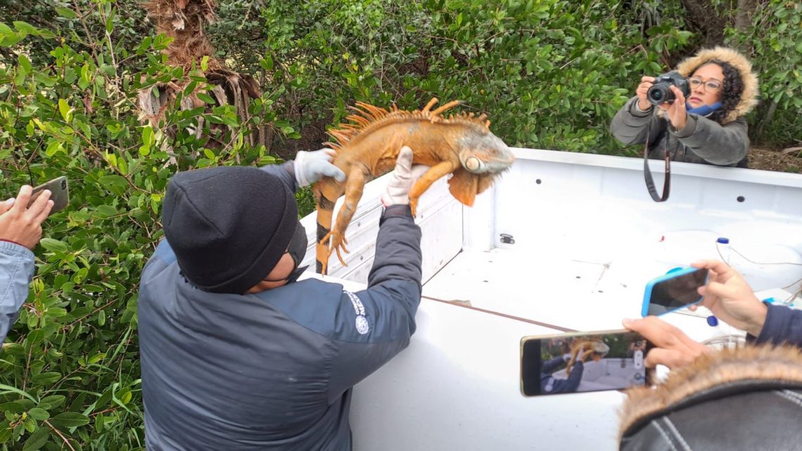 Implementan Operativo de Rescate de Iguanas en la Laguna del Carpintero